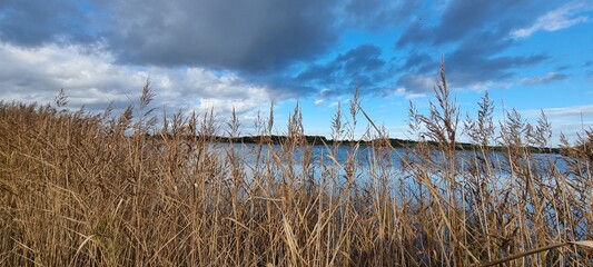 Schilf am Strand vom Augustenborg Fjord.