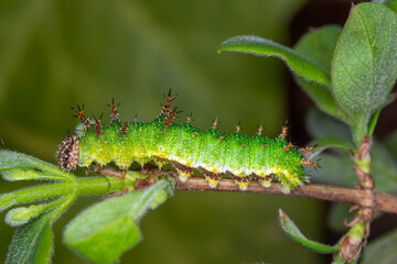DE, RLP, Pommern, Mosel, 01.04.2022, Limenitis camilla, Kleiner Eisvogel, Raupe