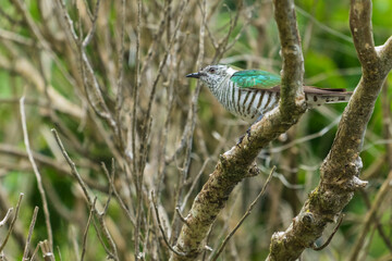 Shining Bronze Cuckoo (Chrysococcyx lucidus)