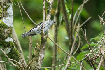 Shining Bronze Cuckoo (Chrysococcyx lucidus)