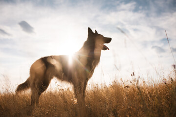 happy tervueren belgian shepherd dog standing in tall grass with the sunset behind