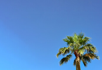 Fototapeta premium Palm tree isolated against a clear blue sky. No people. Copy space.