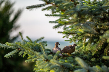 Pair of Doves nesting on a pine tree, blurred pine needles.