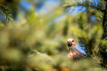 Dove nesting on a pine tree, blurred pine needles.
Looking into the camera.