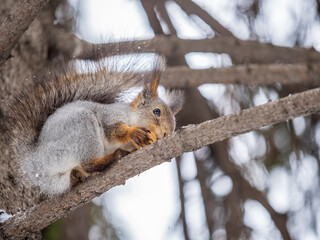 Obraz premium The squirrel with nut sits on tree in the winter or late autumn