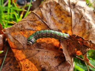 Pine Hawk moth caterpillar on autumn leaf