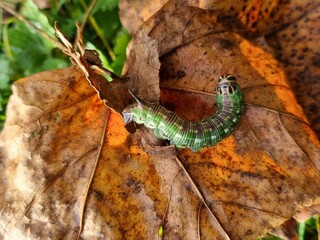 Pine Hawk moth caterpillar on autumn leaf