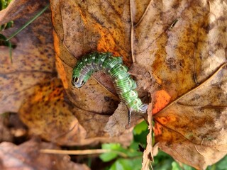 Obraz na płótnie Canvas Pine Hawk-moth caterpillar on autumn leaf