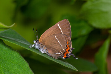 DE, NRW, Opladen, 16.04.2022, Satyrium w-album, Ulmen-Zipfelfalter