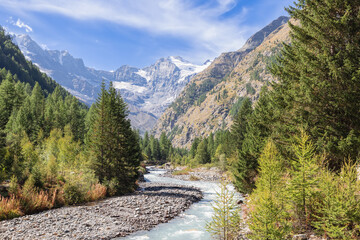 Stormy mountain water stream strives along gorge rapids, overgrown with evergreen pine forest in the National park Gran Paradiso. Aosta Valley, Italy