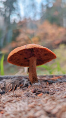 A mushroom grows on the moss-covered ground with blurred forest background. Close up photography 
