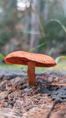A mushroom grows on the moss-covered ground with blurred forest background. Close up photography 