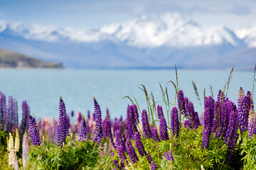 Naklejka premium Majestic mountain lake with lupins blooming