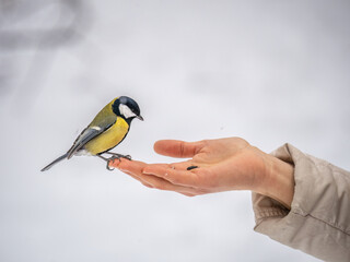 Girl feeds a tit from a palm. Hungry bird eating seeds from a hand during winter or autumn