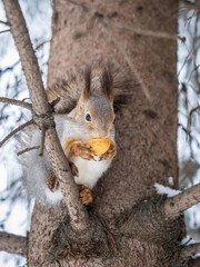 The squirrel with nut sits on tree in the winter or late autumn