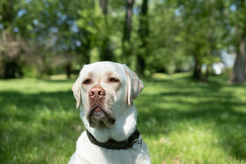 Portrait close up head of a golden or white Labrador Retriever dog in the park with nice fur. Animal portrait