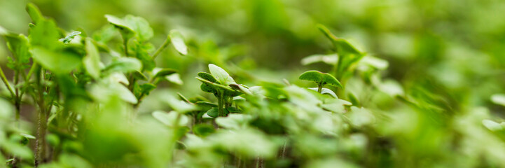 Microgreen Foliage Background. Closeup of 7 days old arugula sprouts. Seed Germination at home. Vegan and healthy eating concept. Selective focus. Banner.