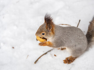 The squirrel in winter sits on white snow.