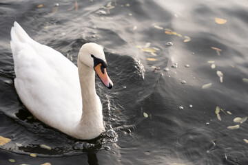 Swan in the wild swimming in a river - nature and animal concept