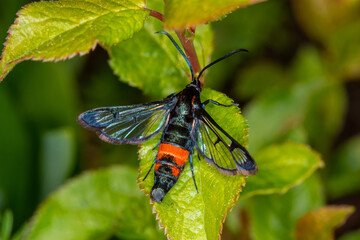 DE, RLP, Hatzenport, 02.05.2022, Synanthedon stomoxiformis, Faulbaum-Glasflügler