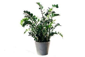 Indoor plant in a pot of concrete, transparent background.
