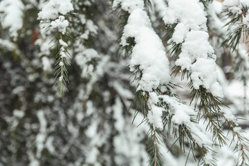trees in the snow, winter landscapes