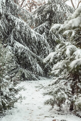 trees in the snow, winter landscapes