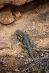 lizard on a rock
