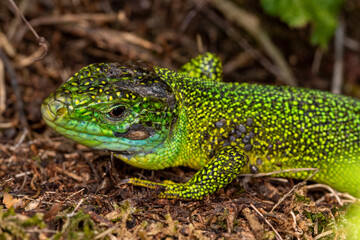 DE, RLP, Hatzenport, 02.05.2022, Westliche Smaragdeidechse, Lacerta bilineata