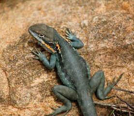lizard on a stone