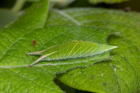DE, RLP, Lehmen, Mosel, 02.05.2022,  Apatura iris, Gro&szlig;er Schillerfalter, Raupe