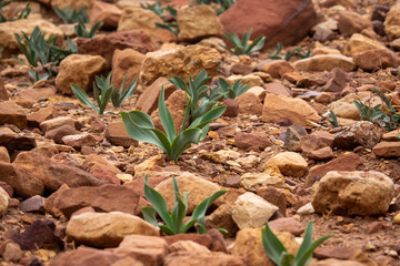 Desert plants