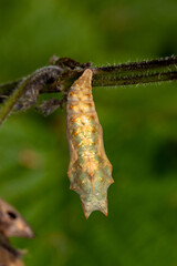 DE, NRW, Opladen, 15.05.2022, Aglais io, Tagpfauenauge, Puppe