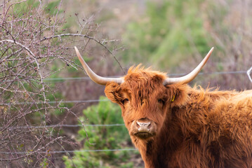 Portrait of an Scottish Highland cow or bull