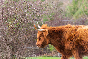 Portrait of an Scottish Highland cow or bull