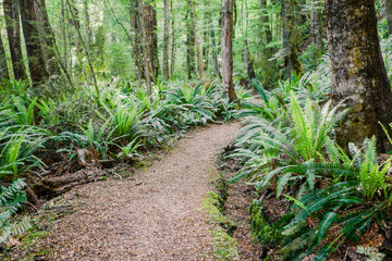 primeval forest on kepler track, fiordland, new zealand