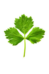 Fresh Green Parsley leaf isolated on a white background