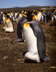 Obraz premium Manchot royal,.Aptenodytes patagonicus, King Penguin, Iles Falkland, Malouines