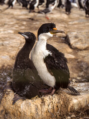 Cormoran impérial, nid,.Leucocarbo atriceps albiventer, Imperial Shag, Iles Falkland, Malouines