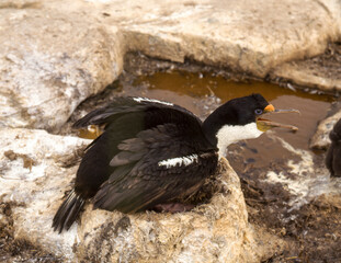 Obraz premium Cormoran impérial, nid,.Leucocarbo atriceps albiventer, Imperial Shag, Iles Falkland, Malouines