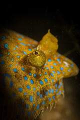 The colours of a Peacock Flounder (Bothus lunatus) on the reef off the Dutch Caribbean island of...