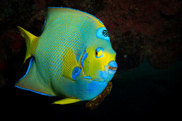 Naklejka premium The colours of a Queen Angelfish (Holacanthus ciliaris) on the reef off the Dutch Caribbean island of Sint Maarten
