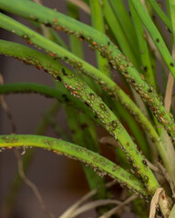 Fototapeta premium aphid colony attacking vegetables green chives, macro photo, lots of details