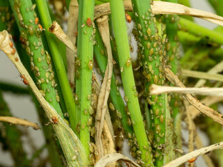 aphid colony attacking vegetables green chives, macro photo, lots of details