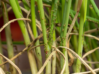 aphid colony attacking vegetables green chives, macro photo, lots of details