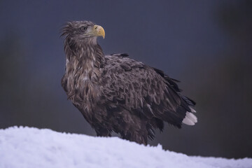 White-tailed eagle late in the evening