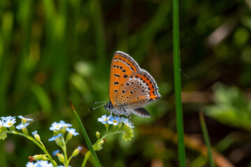 DE, NRW, Simmerath, 18.05.2022, Lycaena helle, Blauschillernder Feuerfalter