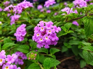 group of Lantana flower or chicken dung, saliara or tembelekan