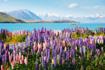 Panorama landscape at Lake Tekapo and lupine flowers background in New Zealand - Powered by Adobe