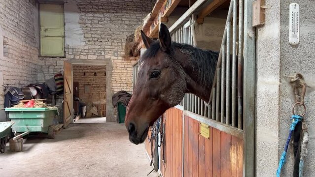 Brown horse in the stables